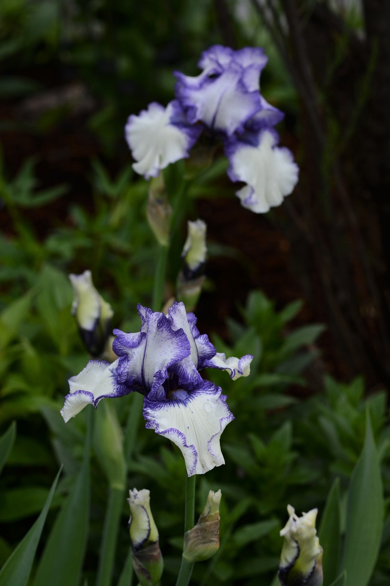 Iris d'Allemagne, Iris barbu Iris germanica Orinoco Flow