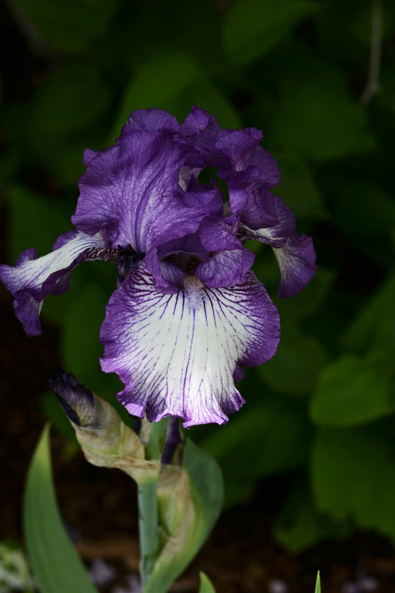 Iris d'Allemagne, Iris barbu Iris germanica Earl of Essex