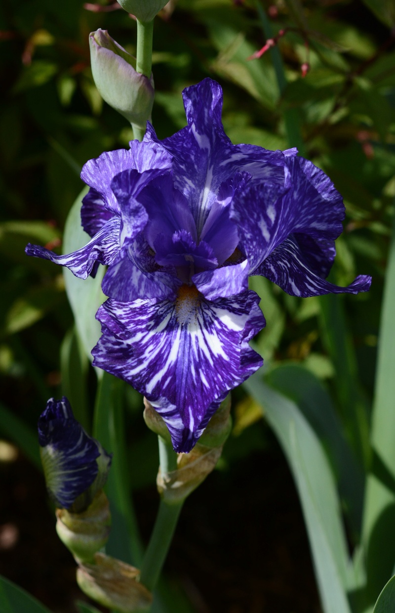 Iris d&rsquo;Allemagne, Iris barbu, Iris germanica 'Batick'