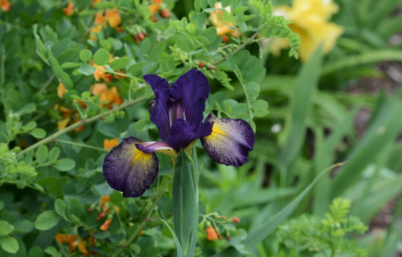 Iris spuria Purple Smoke