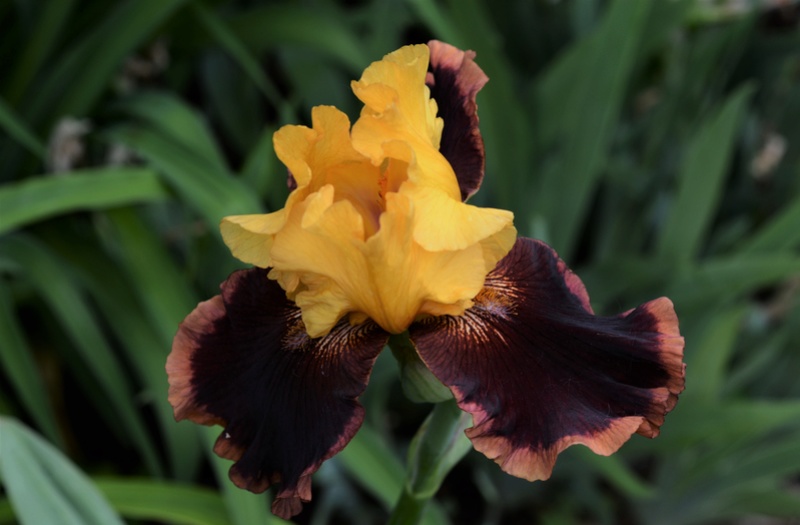 Iris d'Allemagne, Iris barbu Iris germanica Ancient Echoes