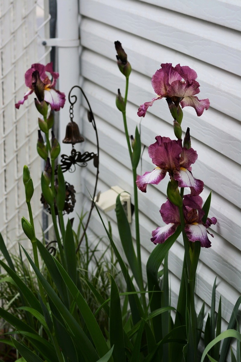 Iris d'Allemagne, Iris barbu Iris germanica Crinoline