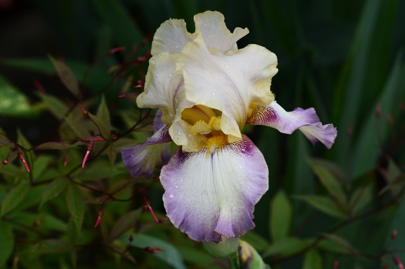Iris d'Allemagne, Iris barbu Iris germanica Gillenia Pink Profusion