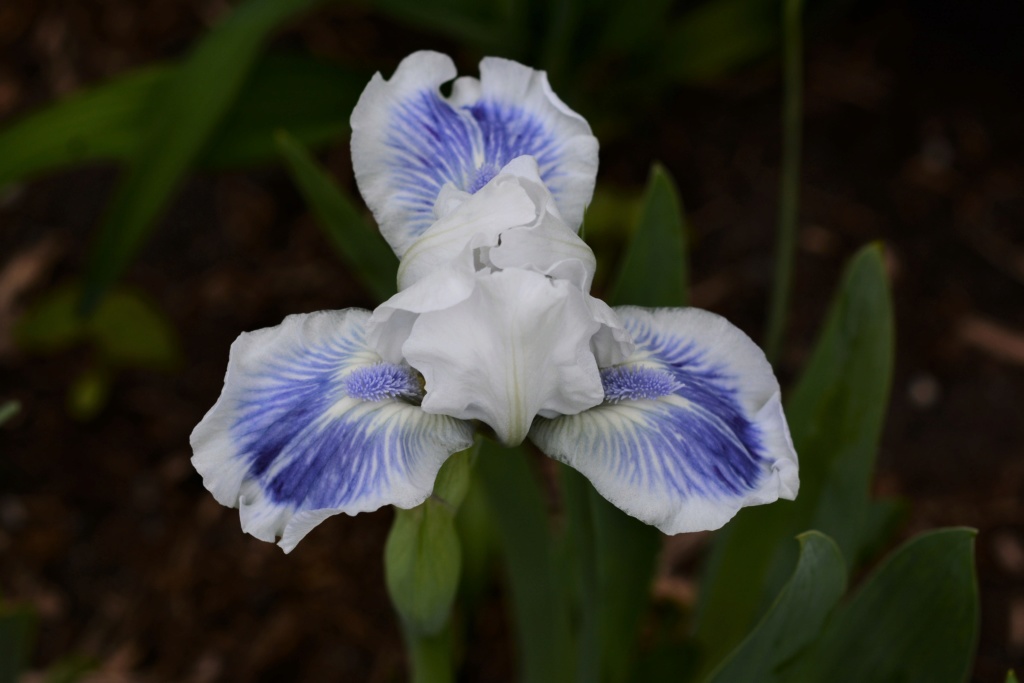 Iris d&rsquo;Allemagne, Iris barbu, Iris germanica 'Big Blue Eyes'