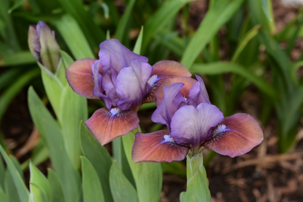 Iris d&rsquo;Allemagne, Iris barbu, Iris germanica 'Flirting Again'