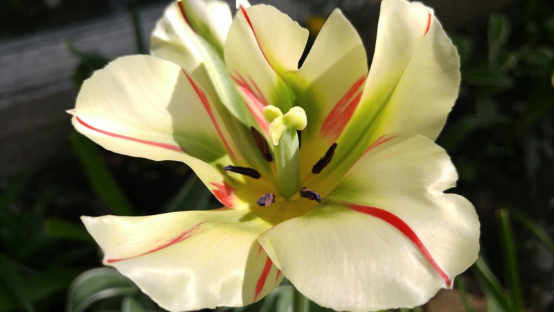 Tulipe, tulipes, Tulipa viridiflora 