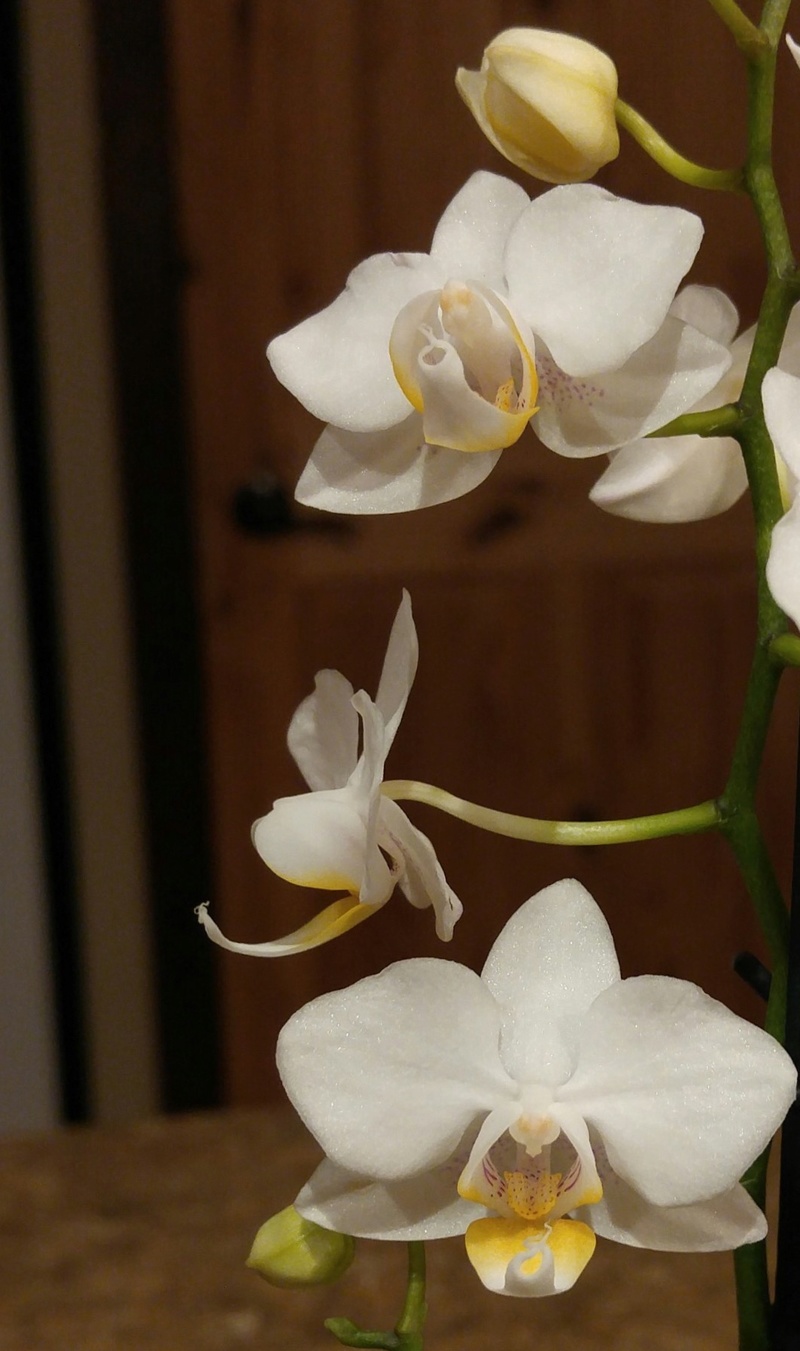 Orchid&eacute;e, phal., Phalaenopsis multiflora 
