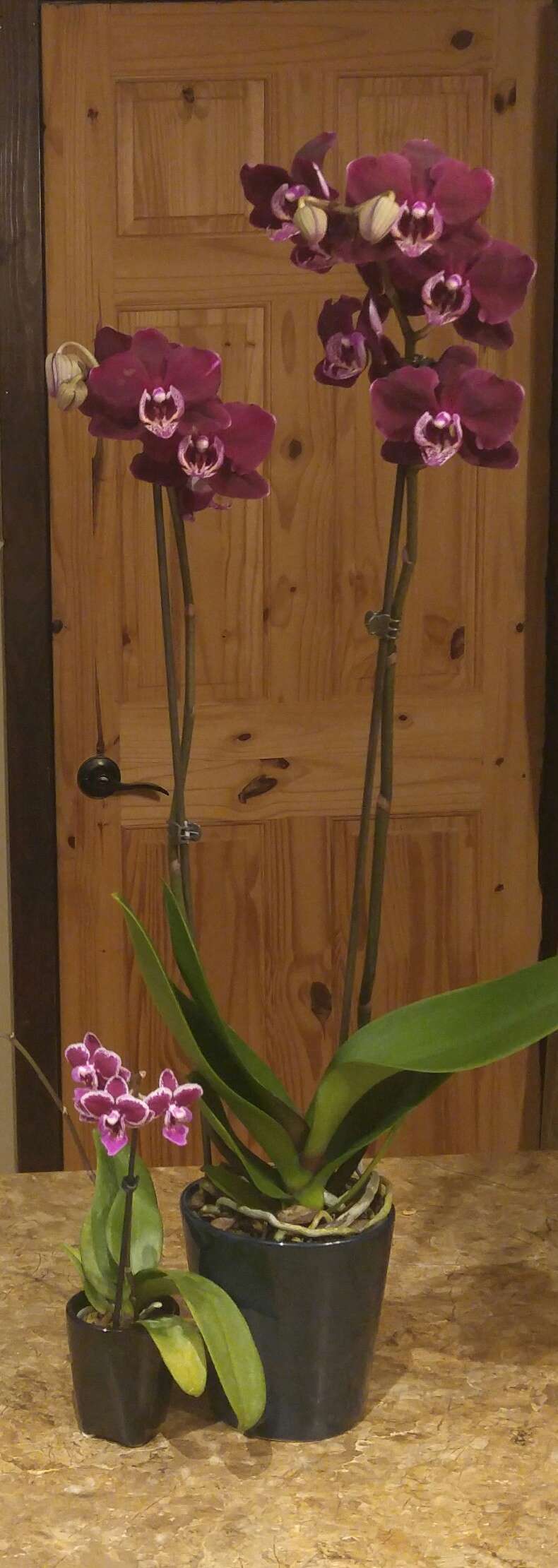 Orchidée, phal. Phalaenopsis dracula