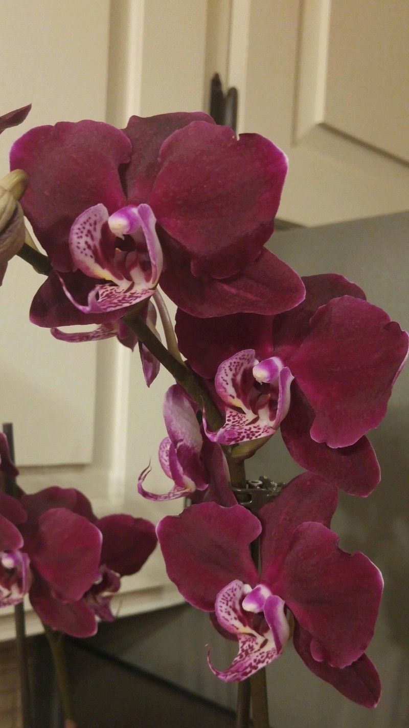 Orchid&eacute;e, phal., Phalaenopsis 'dracula'