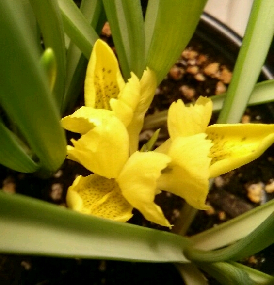 Iris danfordiae 
