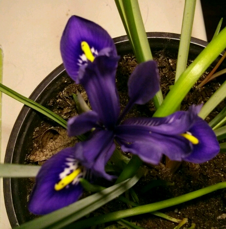 Iris reticulata 'harmony'