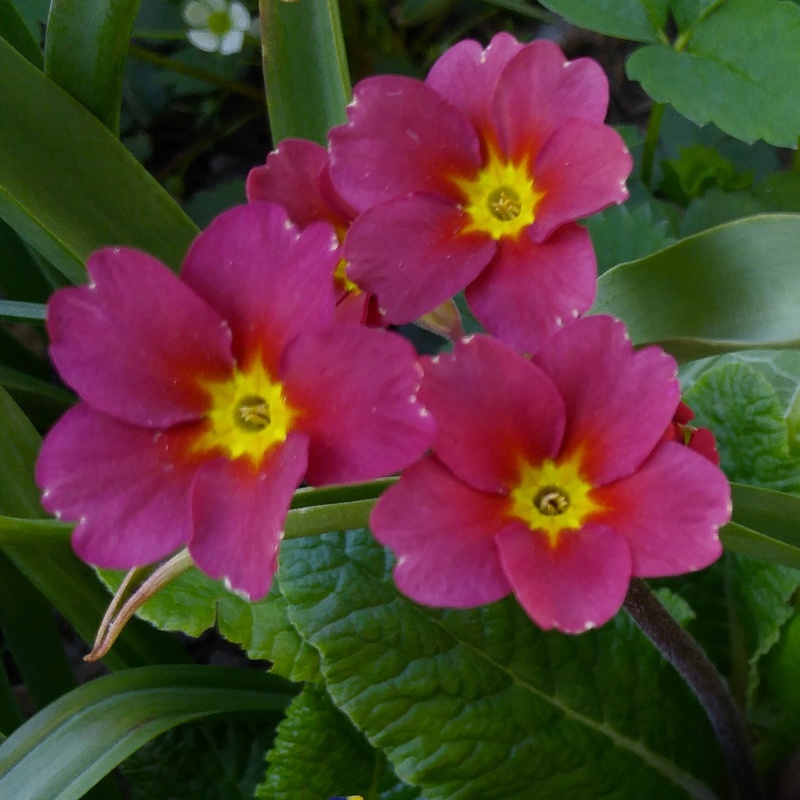 Primev&egrave;re, primulas, Primev&egrave;re polyanthus, polyantha, Primula ×polyantha 'Garnet Cowichan'
