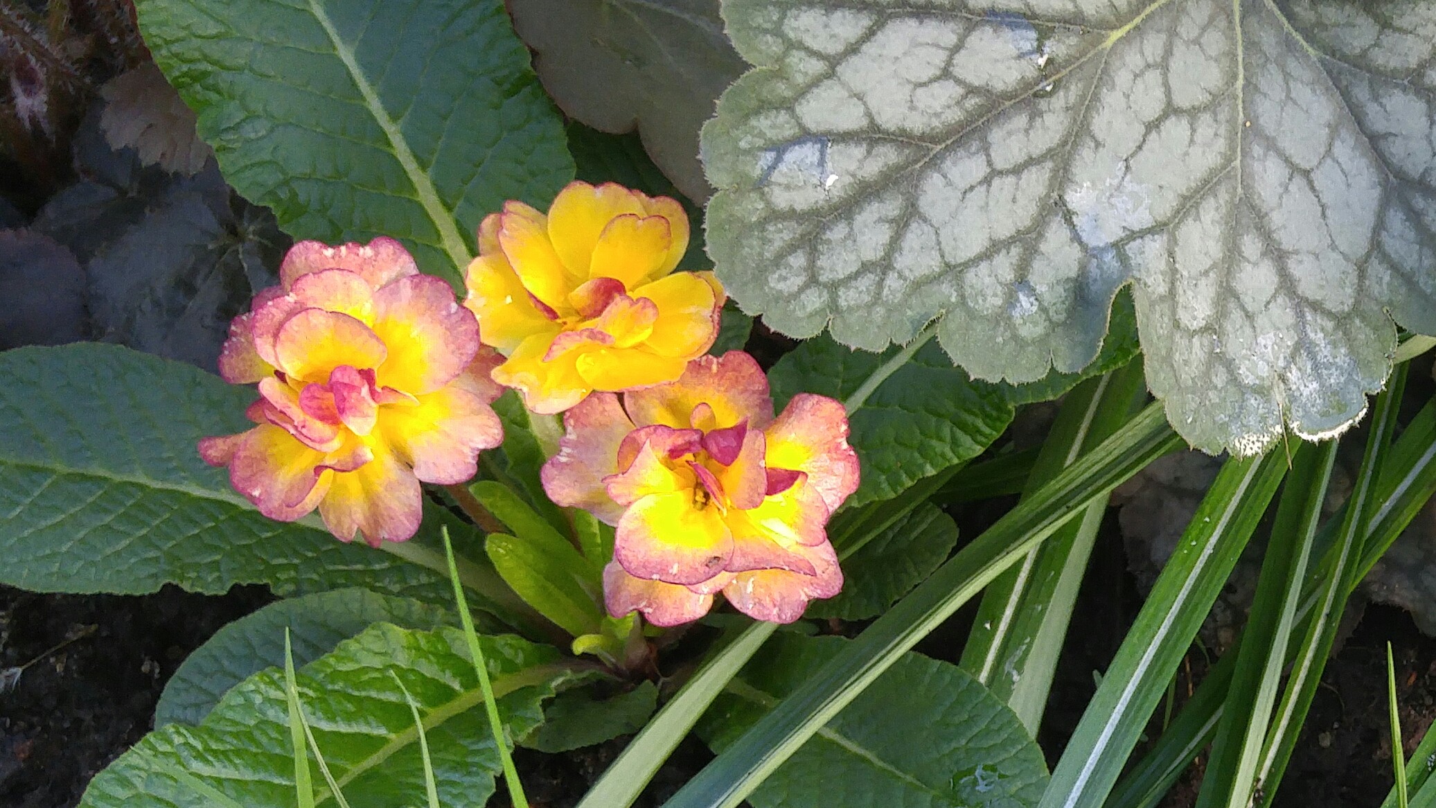 Primevère, primulas Primevère commune, Primevère acaule, Primevère des jardins Primula vulgaris Belarina Nectarine