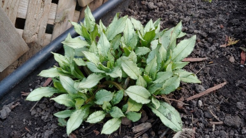 Pulmonaire, Pulmonaire &agrave; longues feuilles, Pulmonaria longifolia 'Diana Claire'