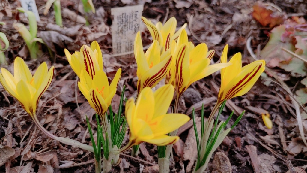 Crocus chrysanthus 'Early Gold'
