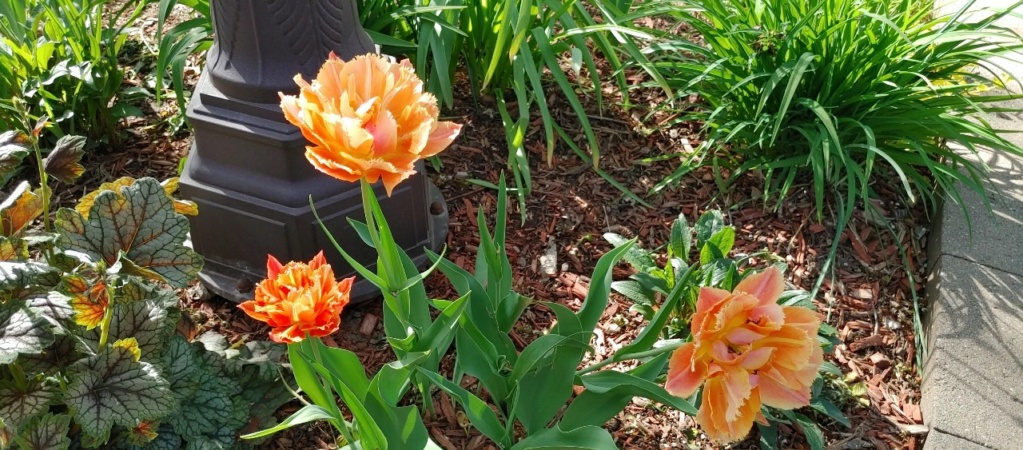 Tulipe, tulipes, Tulipa 'Royal Centenial'