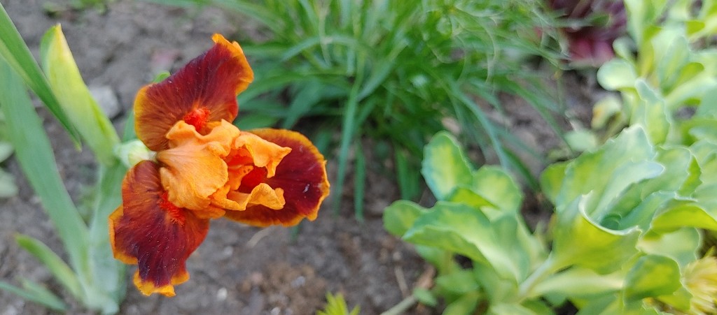 Iris d&rsquo;Allemagne, Iris barbu, Iris germanica 'Color Blinds'