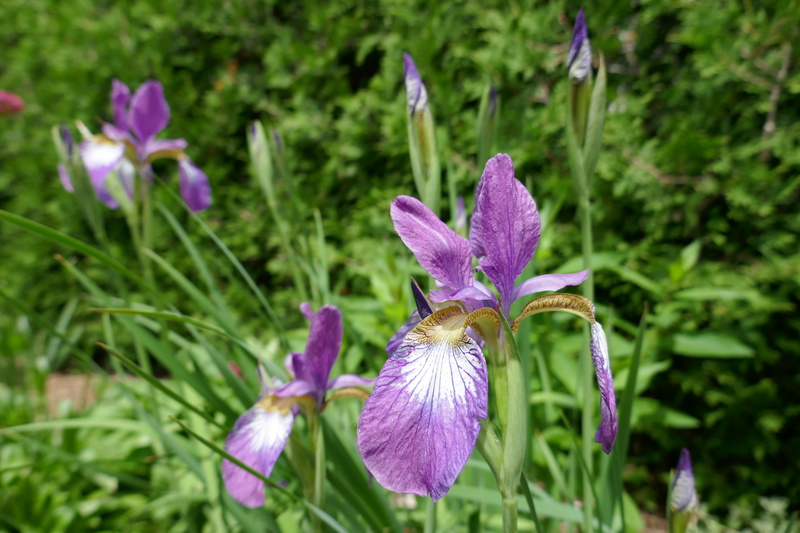 Iris de Sib&eacute;rie, Iris sibirica 'Sparkling Rose'
