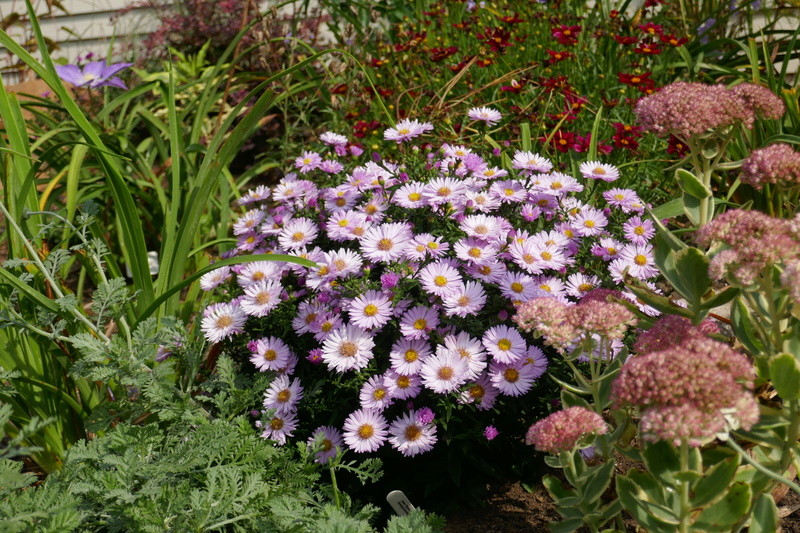 Aster de Nouvelle&#8211;Angleterre, Aster 'Pink Chiffon'