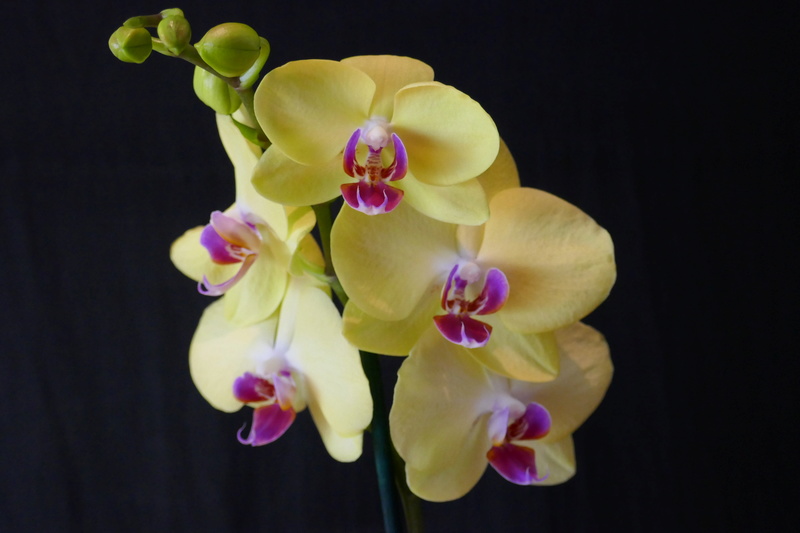 Orchid&eacute;e, phal., Phalaenopsis 