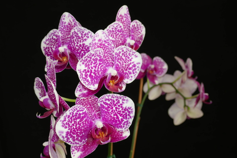 Orchidée, phal. Phalaenopsis I-Hsin Sun Beauty