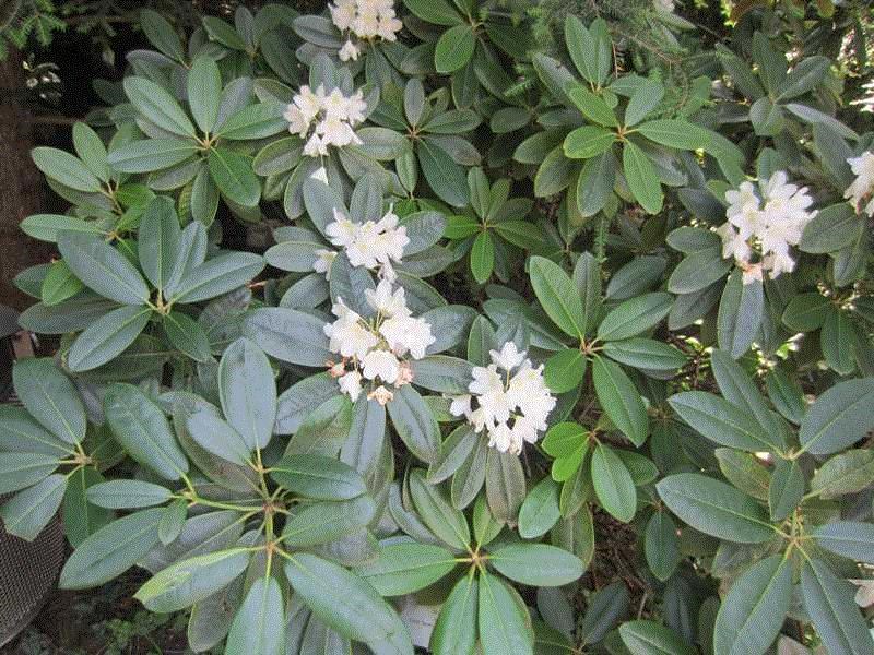 Rhododendron maximum 