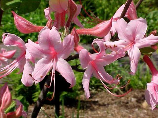 Rhododendron prinophyllum 