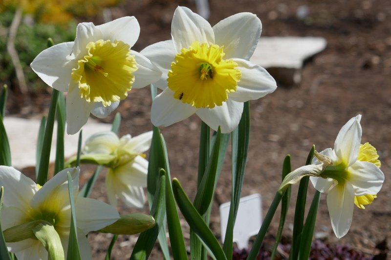 Narcisse, Narcissus 'Ice Folie'