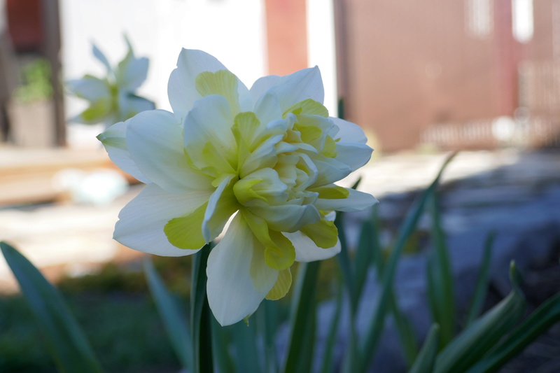 Narcisse Narcissus Irene Copeland
