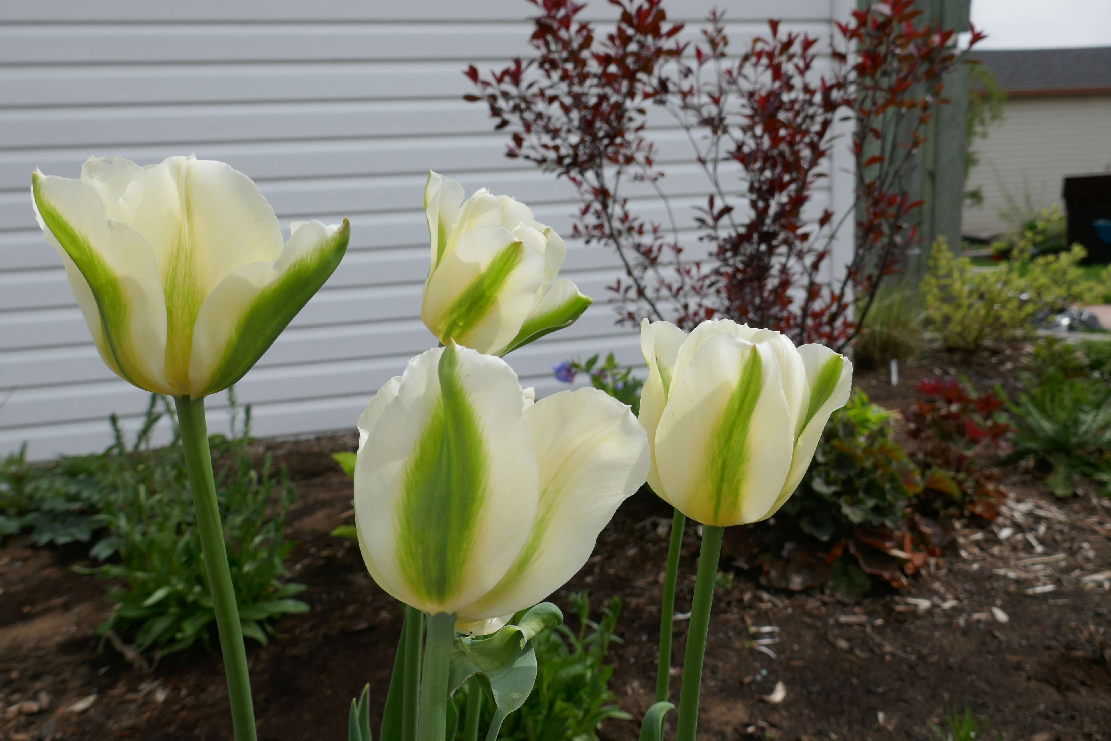 Tulipe, tulipes Tulipa viridiflora 