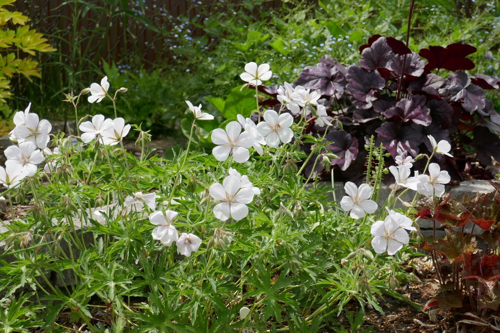 Géranium Geranium clarkei Kashmir White