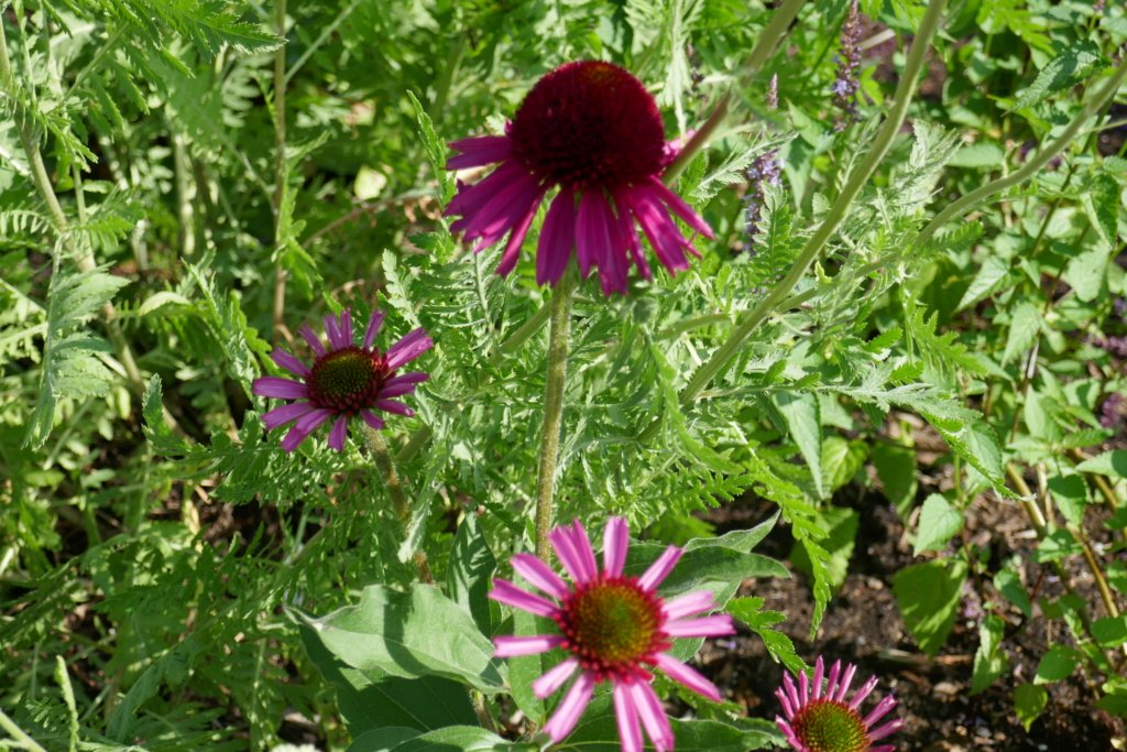 &#201;chinac&eacute;es, Echinacea 'Delicious Candy'