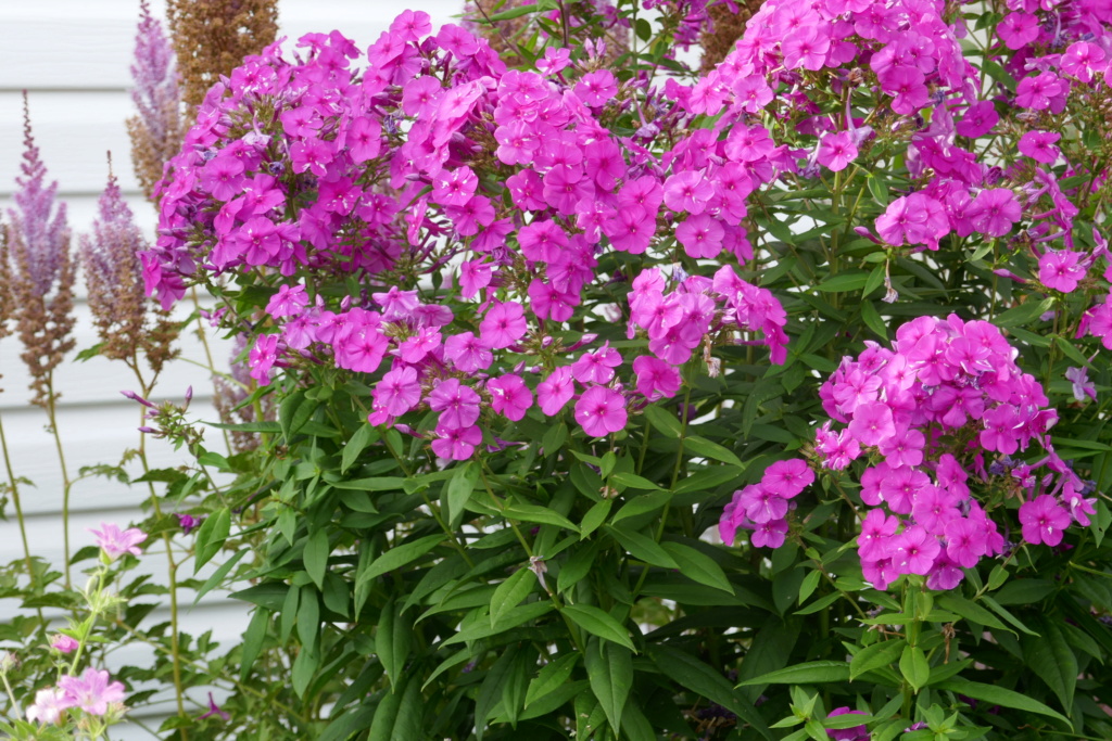 Phlox paniculé, phlox des jardins Phlox paniculata Purple Flame