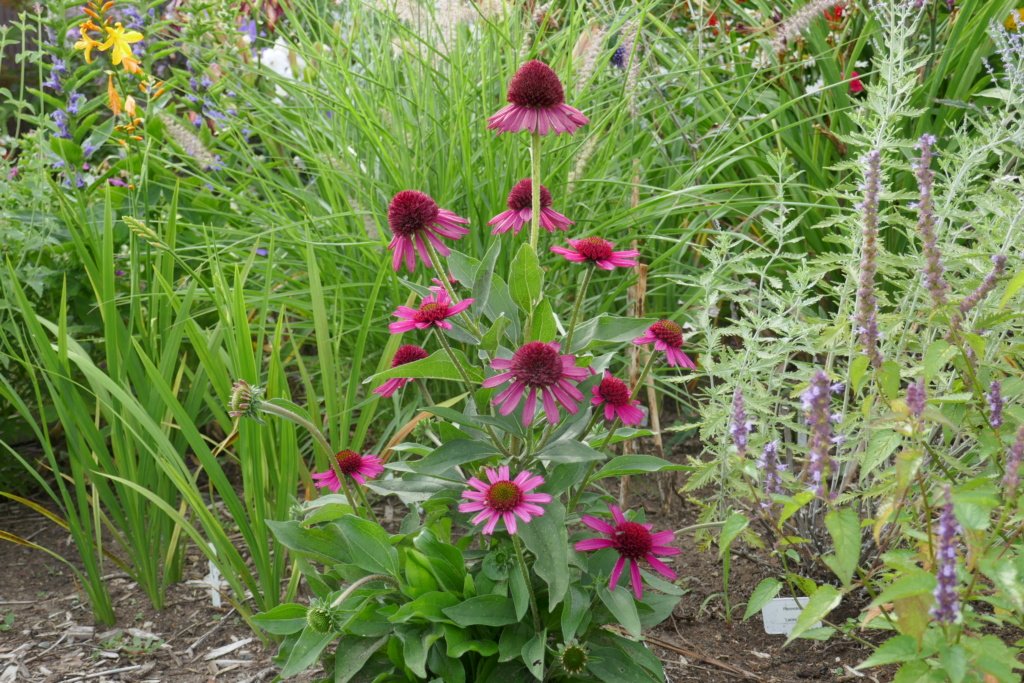 &#201;chinac&eacute;es, Echinacea 'Delicious Candy'