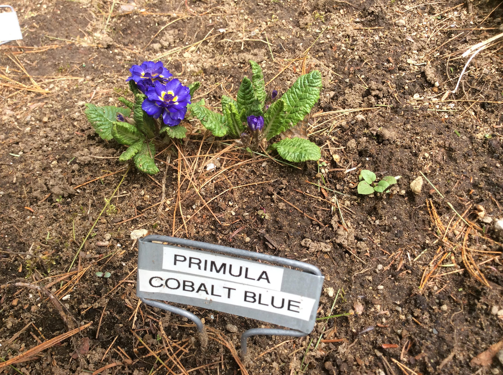 Primevère, primulas Primevère commune, Primevère acaule, Primevère des jardins Primula vulgaris Bellarina Cobalt blue