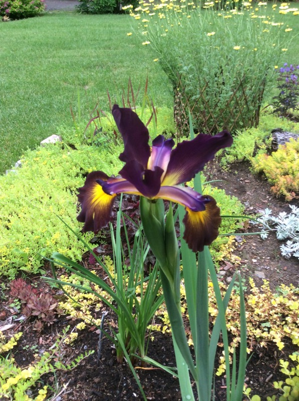 Iris spuria Missouri Iron Ore