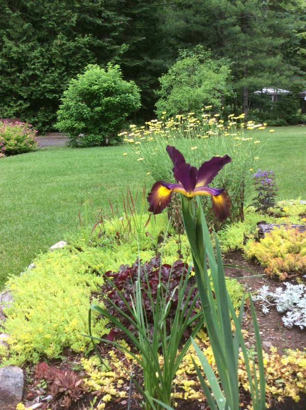 Iris spuria 'Missouri Iron Ore'