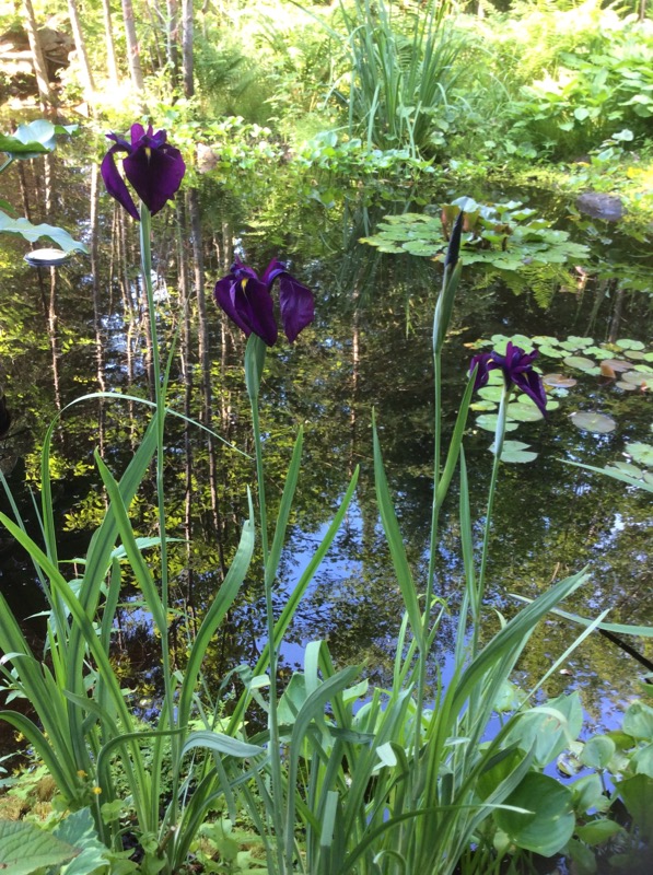 Iris kaempferi, Iris ensata 'variegata'