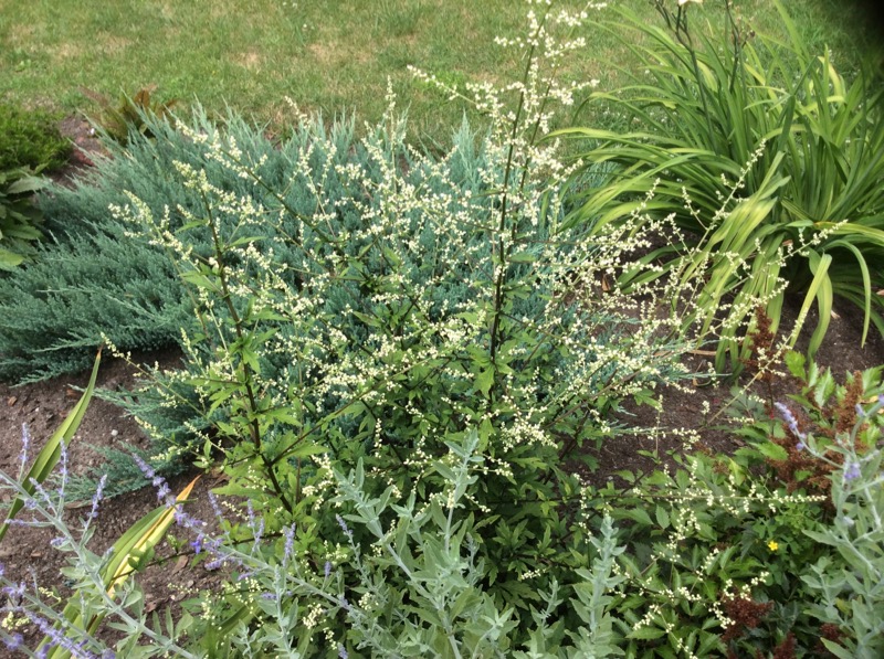 Armoise, Artemisia lactiflora 'Ghizhou'