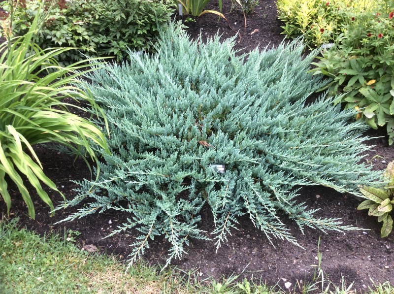 Gen&eacute;vrier, Gen&eacute;vrier rampant, Juniperus horizontalis 'Blue Chip'