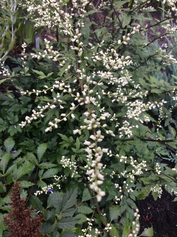 Armoise, Artemisia lactiflora 'Ghizou'