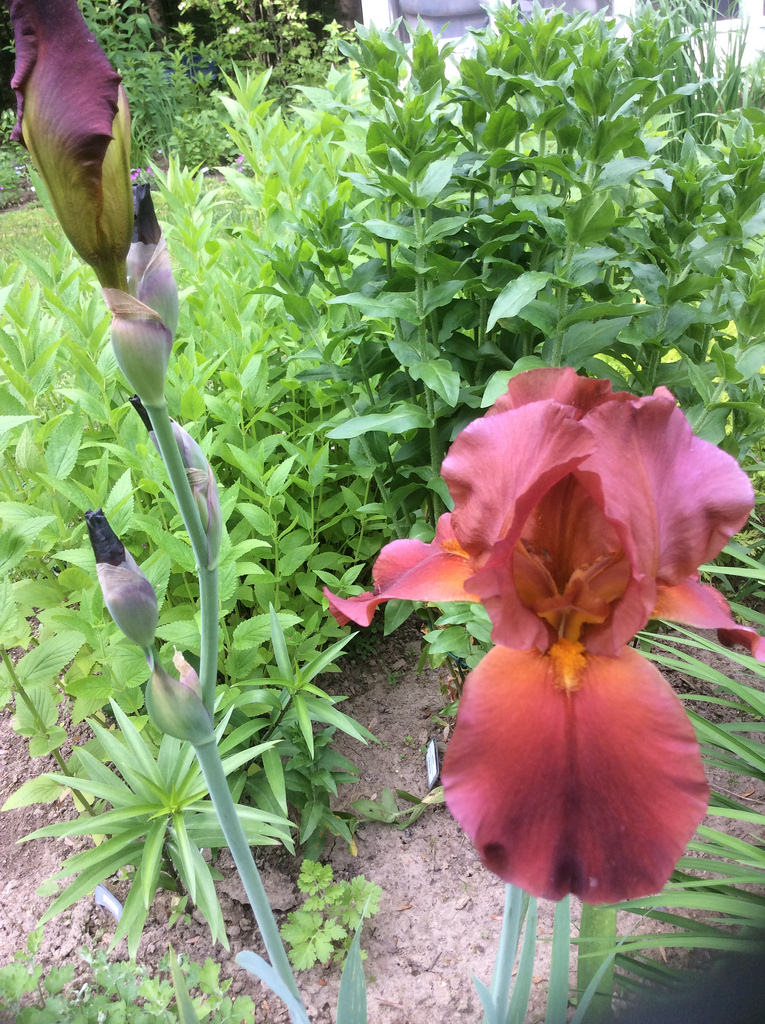 Iris d'Allemagne, Iris barbu Iris germanica Cayenne Pepper