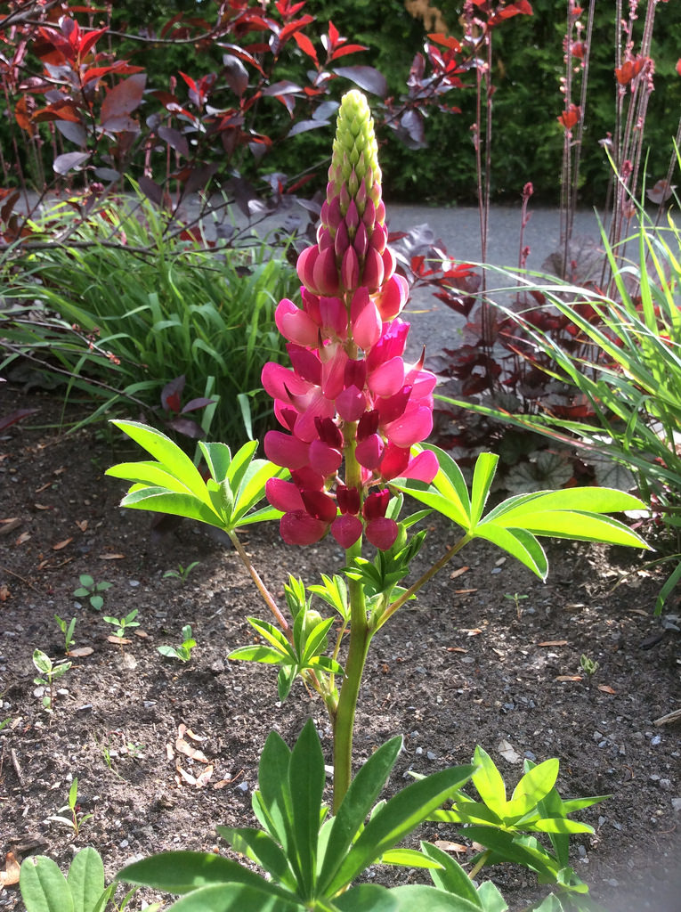 Lupin Lupinus Gallery Red