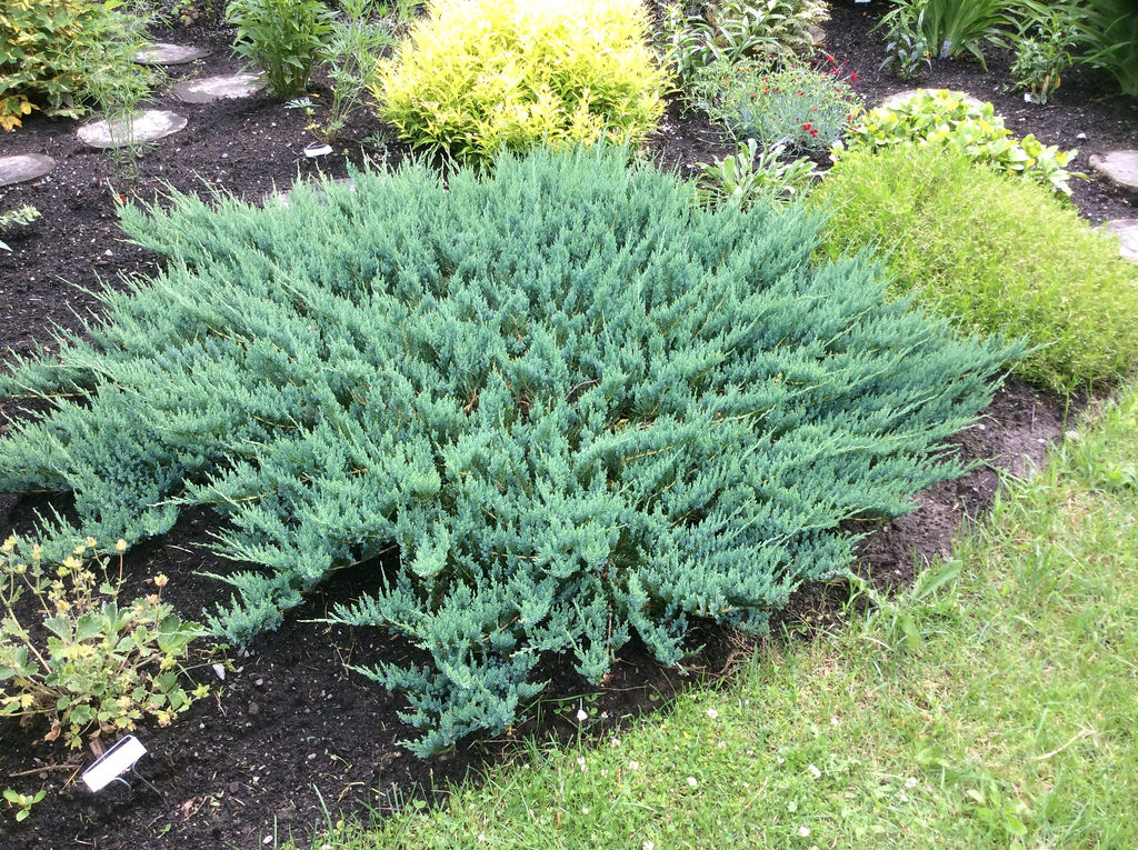 Gen&eacute;vrier, Gen&eacute;vrier rampant, Juniperus horizontalis 'Bue Chip'