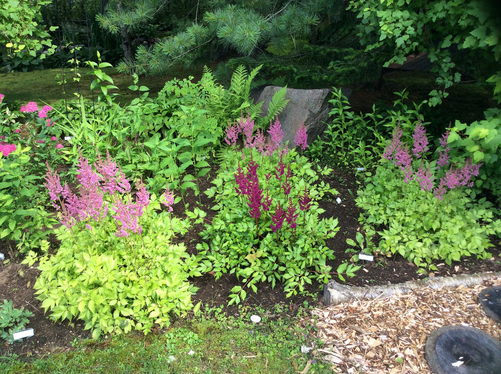 Astilbe chinensis Vision in pink