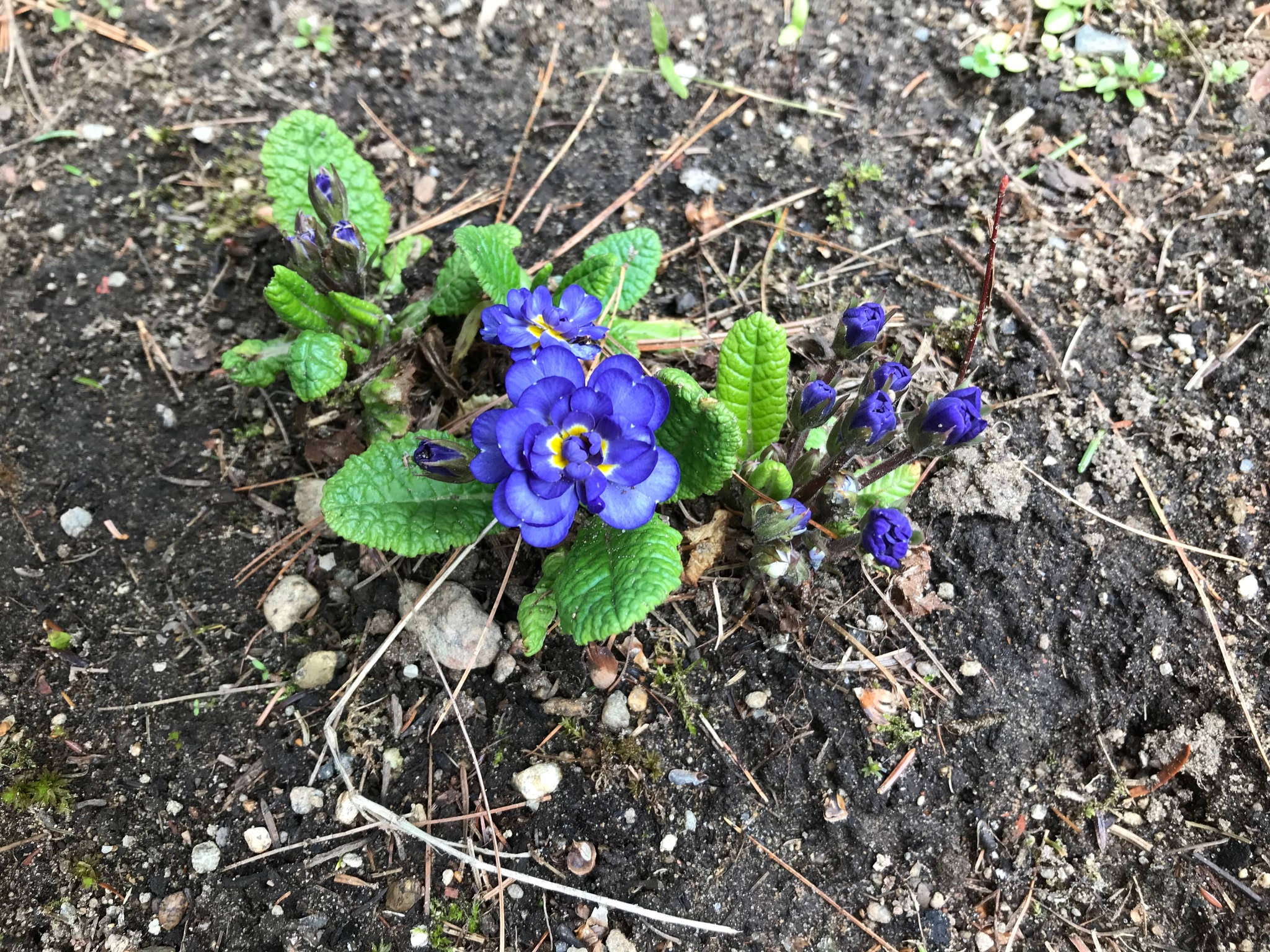 Primevère, primulas Primevère commune, Primevère acaule, Primevère des jardins Primula vulgaris Belarina Cobalt blue