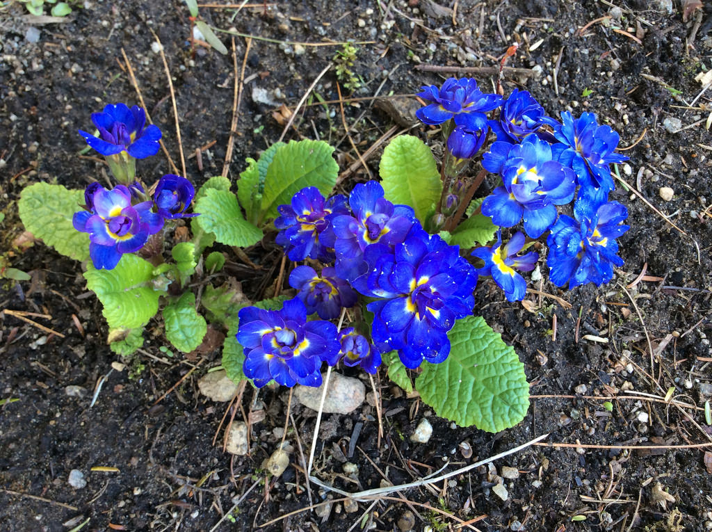 Primevère, primulas Primevère commune, Primevère acaule, Primevère des jardins Primula vulgaris BelarinaCobalt blue