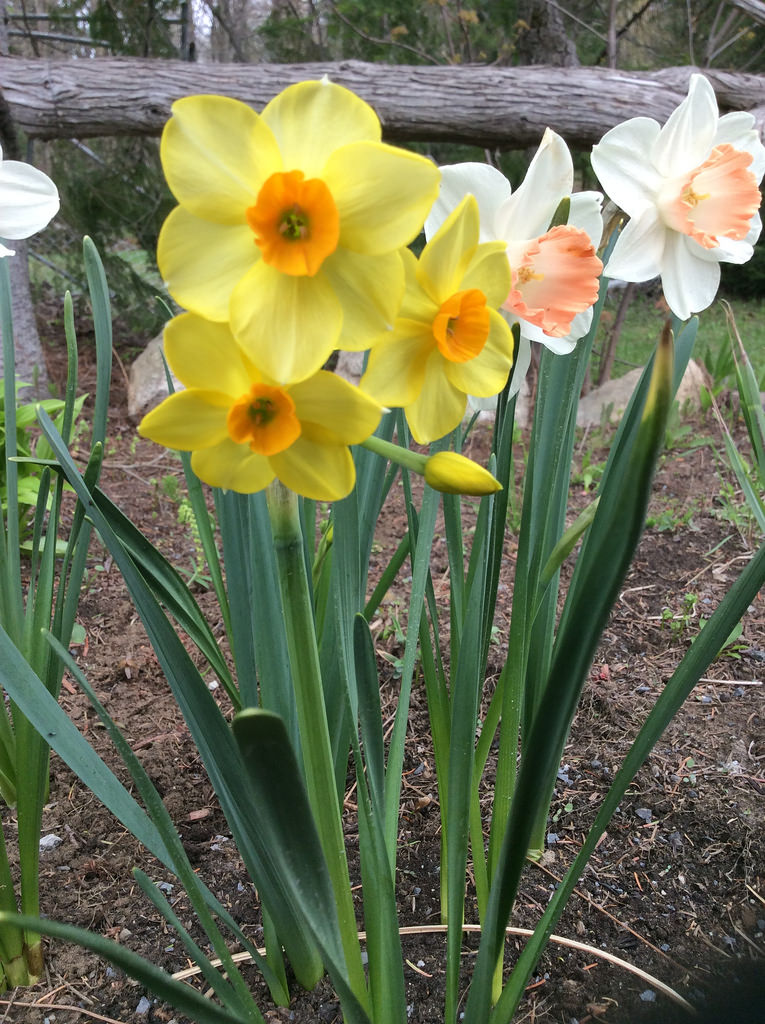Narcisse, Narcissus 'Martinette'