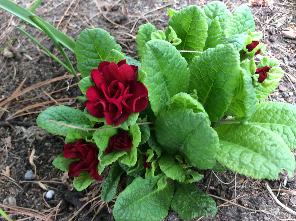 Primevère, primulas Primevère commune, Primevère acaule, Primevère des jardins Primula vulgaris Valentine