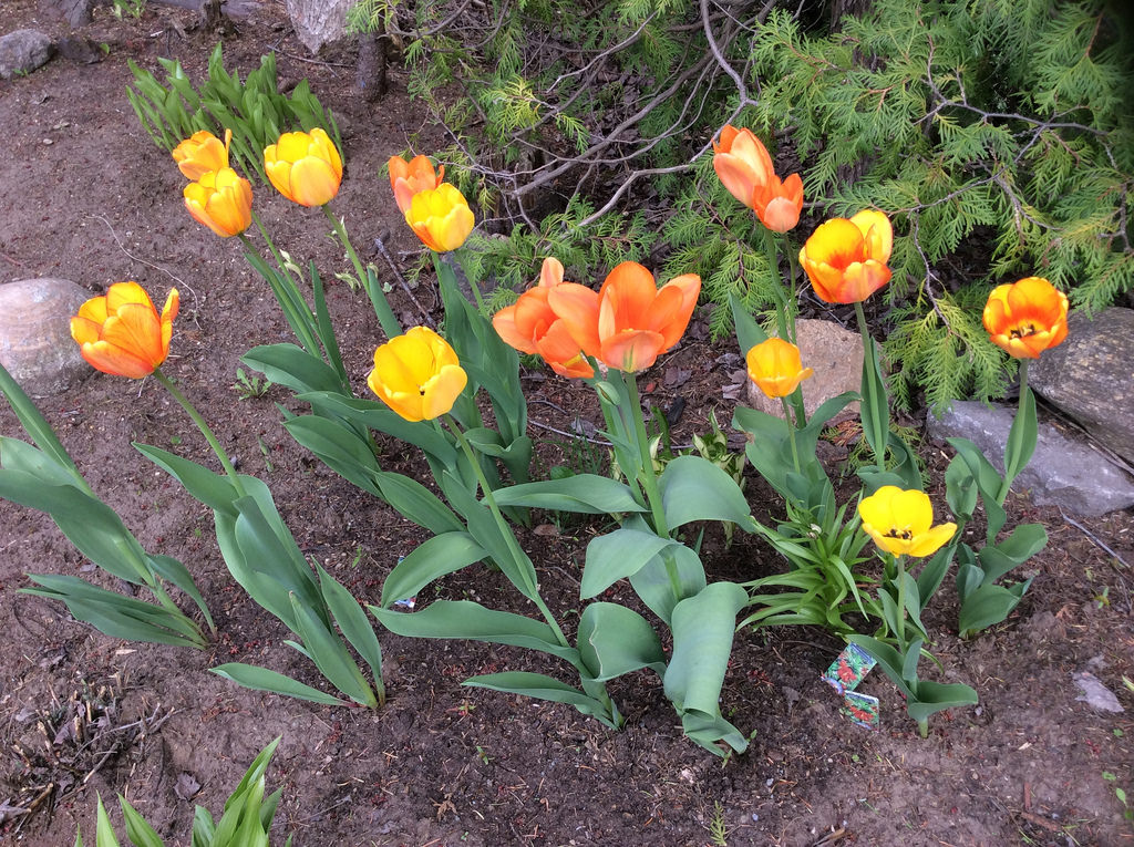 Tulipe, tulipes, Tulipa 'Orange Crush'